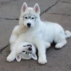 Husky 25