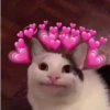 Meow? 16