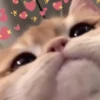 Meow? 17