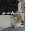 homophobic dog 26