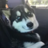 Husky 26