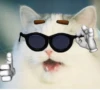 Kittenwaffen 24