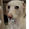 homophobic dog 27