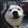 Husky 27
