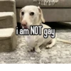 homophobic dog 28