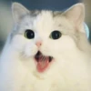 Kittenwaffen 26