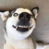 Husky 29