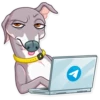 Kermit The Dog 7