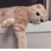 KittenMoji | 5