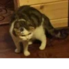 KittenMoji | 6