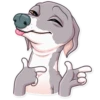 Kermit The Dog 12
