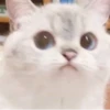 KittenMoji | 8