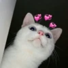 KittenMoji | 9