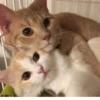 KittenMoji | 10
