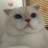 KittenMoji | 11