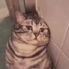 KittenMoji | 12