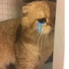 KittenMoji | 13