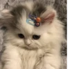 KittenMoji | 14