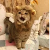 KittenMoji | 15