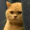 KittenMoji | 16