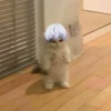 Kaneki 20