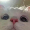 KittenMoji | 17