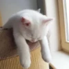 KittenMoji | 19