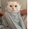 KittenMoji | 21