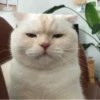 KittenMoji | 22