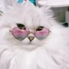 KittenMoji | 23