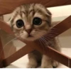 KittenMoji | 24