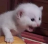 KittenMoji | 25