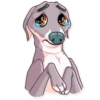 Kermit The Dog 27
