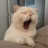 KittenMoji | 27