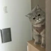 KittenMoji | 28