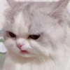 KittenMoji | 30