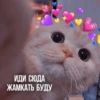 Kittydogs 5