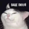 Kittydogs 7