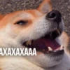 Kittydogs 8