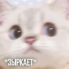 Kittydogs 10