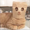 ⿴݃ KITTEN MOODs ⨾ 6