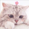 ⿴݃ KITTEN MOODs ⨾ 7