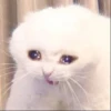 ⿴݃ KITTEN MOODs ⨾ 8