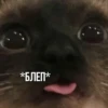 Kittydogs 12