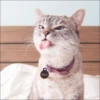 ⿴݃ KITTEN MOODs ⨾ 11