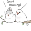 Machiko rabbit 13