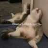 Опять делать посты