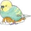 Kittens 8