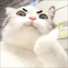 ⿴݃ KITTEN MOODs ⨾ 14