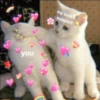 ⿴݃ KITTEN MOODs ⨾ 15